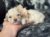 Peaches , a female Poodle - Toy  for sale in Campbellsville, KY – 3 of 8