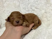 Rufus, a male Cavapoo for sale in Campbellsville, KY – 5 of 5
