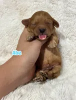 Abe, a male Cavapoo for sale in Campbellsville, KY – 2 of 5