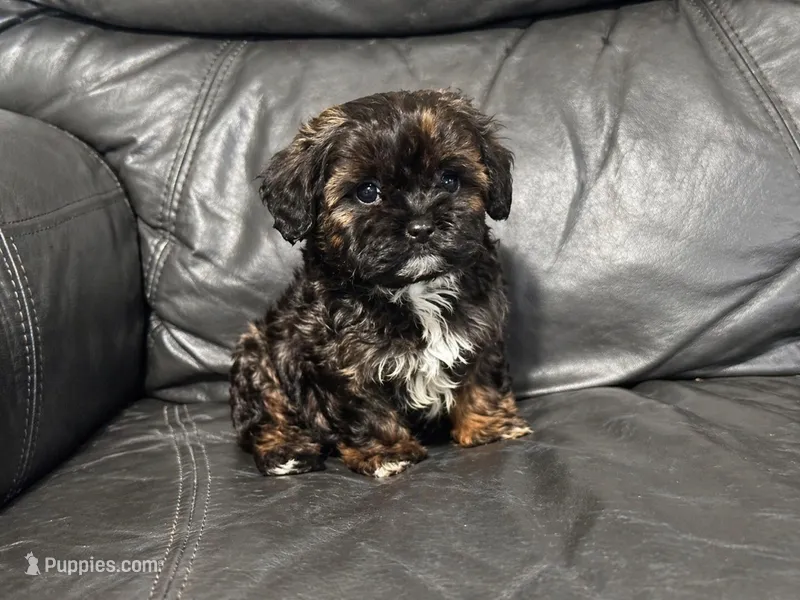 Ava, a female Cavapoo for sale in Campbellsville, KY – Photo 1 of 3