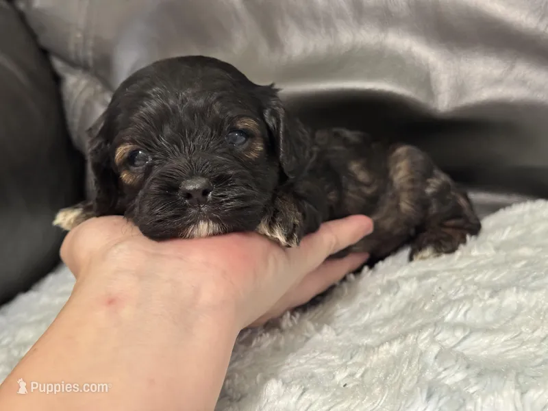 Ava – Cavapoo puppy for sale in Campbellsville, KY
