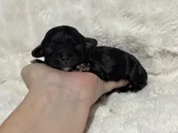 Ava, a female Cavapoo for sale in Campbellsville, KY – Photo 1 of 3