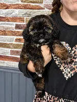 Ava, a female Cavapoo for sale in Campbellsville, KY – Photo 2 of 3
