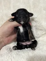 Ava, a female Cavapoo for sale in Campbellsville, KY – Photo 3 of 3