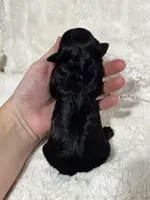 Ava, a female Cavapoo for sale in Campbellsville, KY – Photo 2 of 3