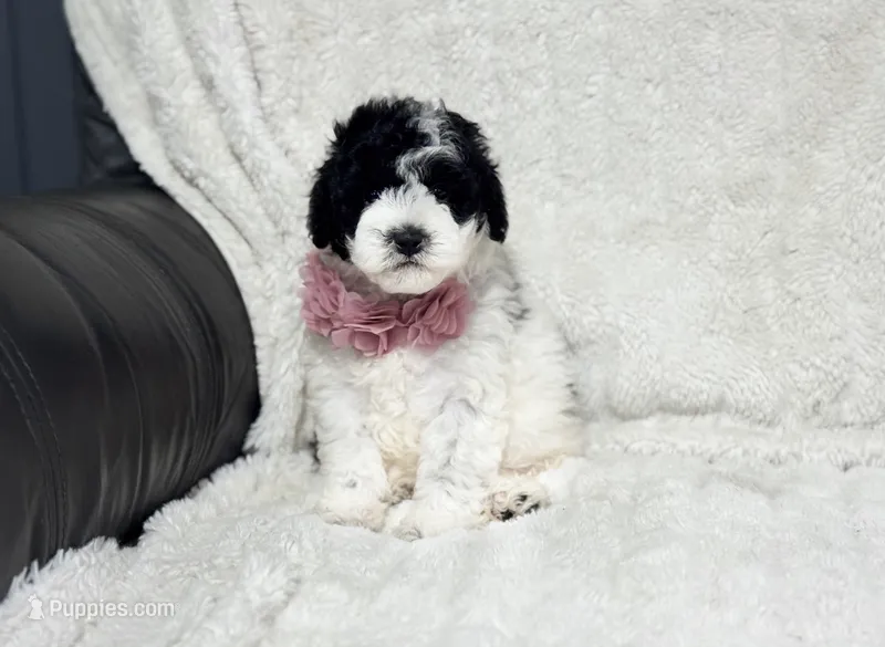 Harlow – Cavapoo puppy for sale in Campbellsville, KY