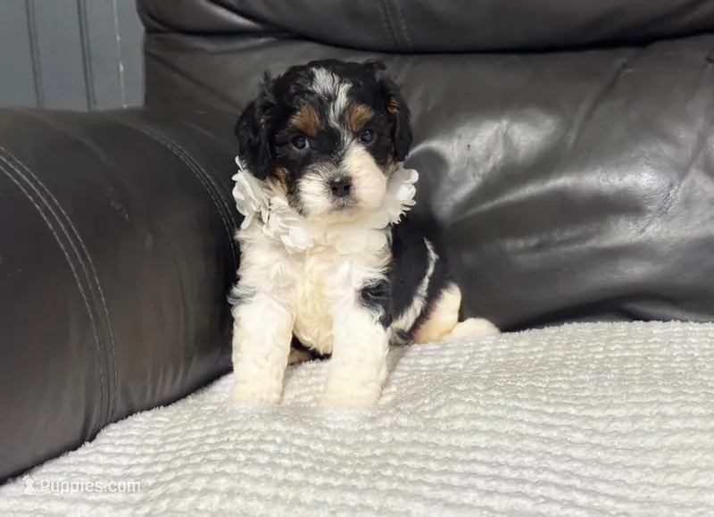 Maggie – Cavapoo puppy for sale in Campbellsville, KY