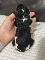 Maggie, a female Cavapoo for sale in Campbellsville, KY – Photo 2 of 3