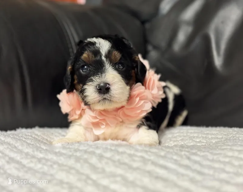 Maggie – Cavapoo puppy for sale in Campbellsville, KY