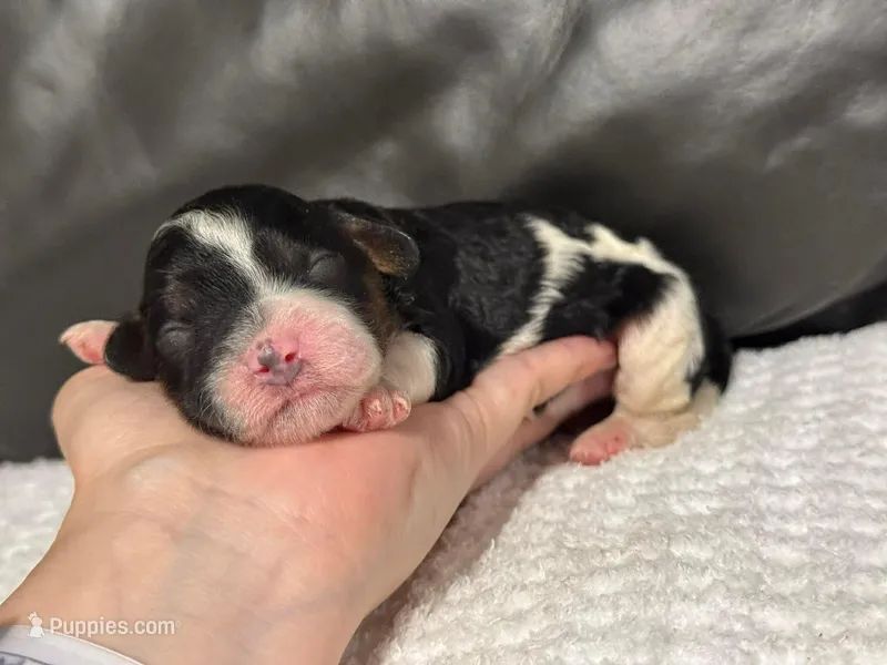 Maggie – Cavapoo puppy for sale in Campbellsville, KY