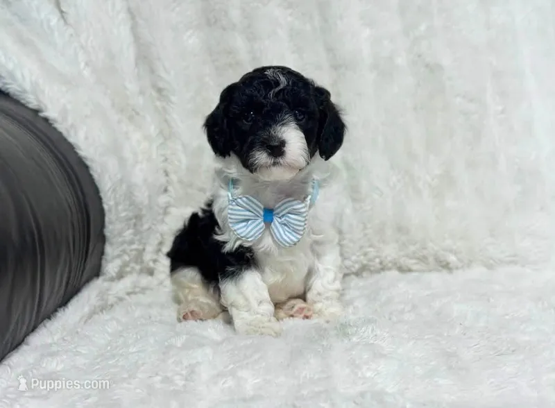 Harlen – Cavapoo puppy for sale in Campbellsville, KY