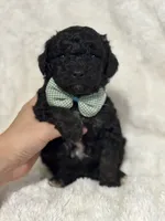 Oscar , a male Miniature Aussiedoodle for sale in Campbellsville, KY – 2 of 7