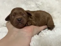 Dolly Mae, a female Cavapoo for sale in Campbellsville, KY – 3 of 3