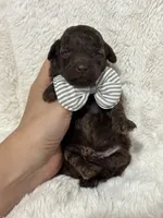 Benny (chocolate), a male Poodle - Toy  for sale in Campbellsville, KY – 3 of 5