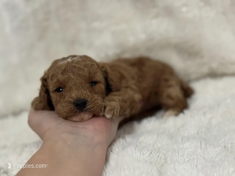Leo, a male Poodle - Toy  for sale in Campbellsville, KY – Photo 1 of 1