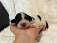 Harlow, a female Cavapoo for sale in Campbellsville, KY – 1 of 2