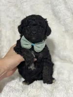 Oscar , a male Miniature Aussiedoodle for sale in Campbellsville, KY – 3 of 7