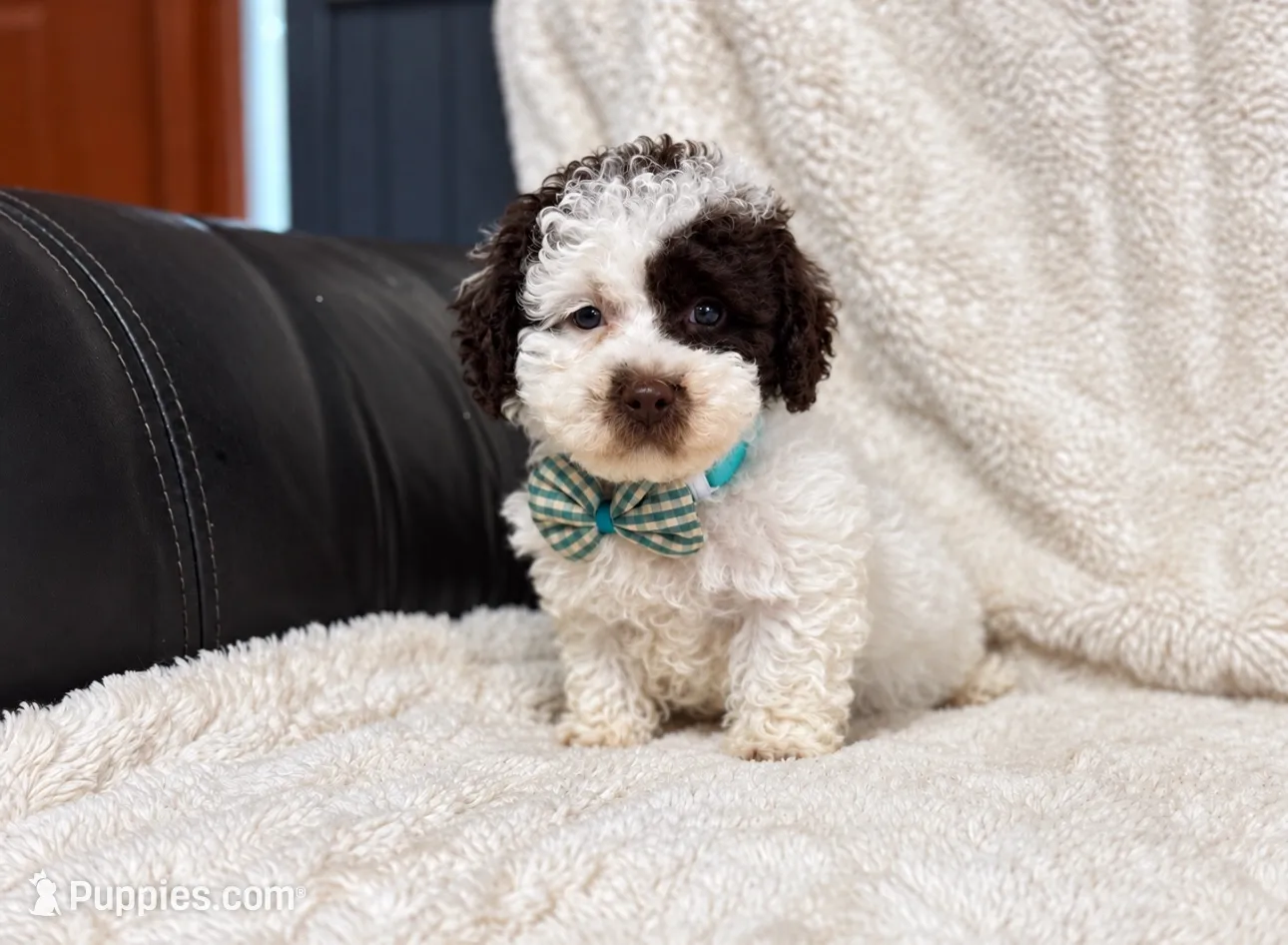 Oreo, a male Poodle - Toy  for sale in Campbellsville, KY – 2 of 4