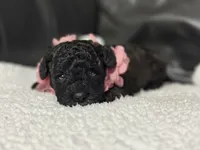 Luvie , a female Cavapoo for sale in Campbellsville, KY – 4 of 9