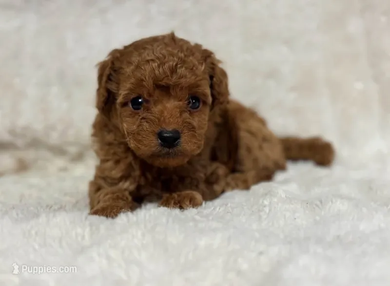 Rufus – Cavapoo puppy for sale in Campbellsville, KY