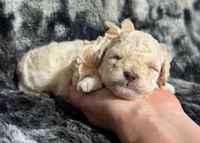 Peaches , a female Poodle - Toy  for sale in Campbellsville, KY – 6 of 8