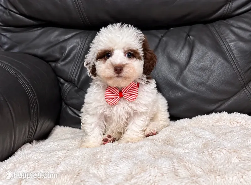 Koda – Poodle - Toy  puppy for sale in Campbellsville, KY