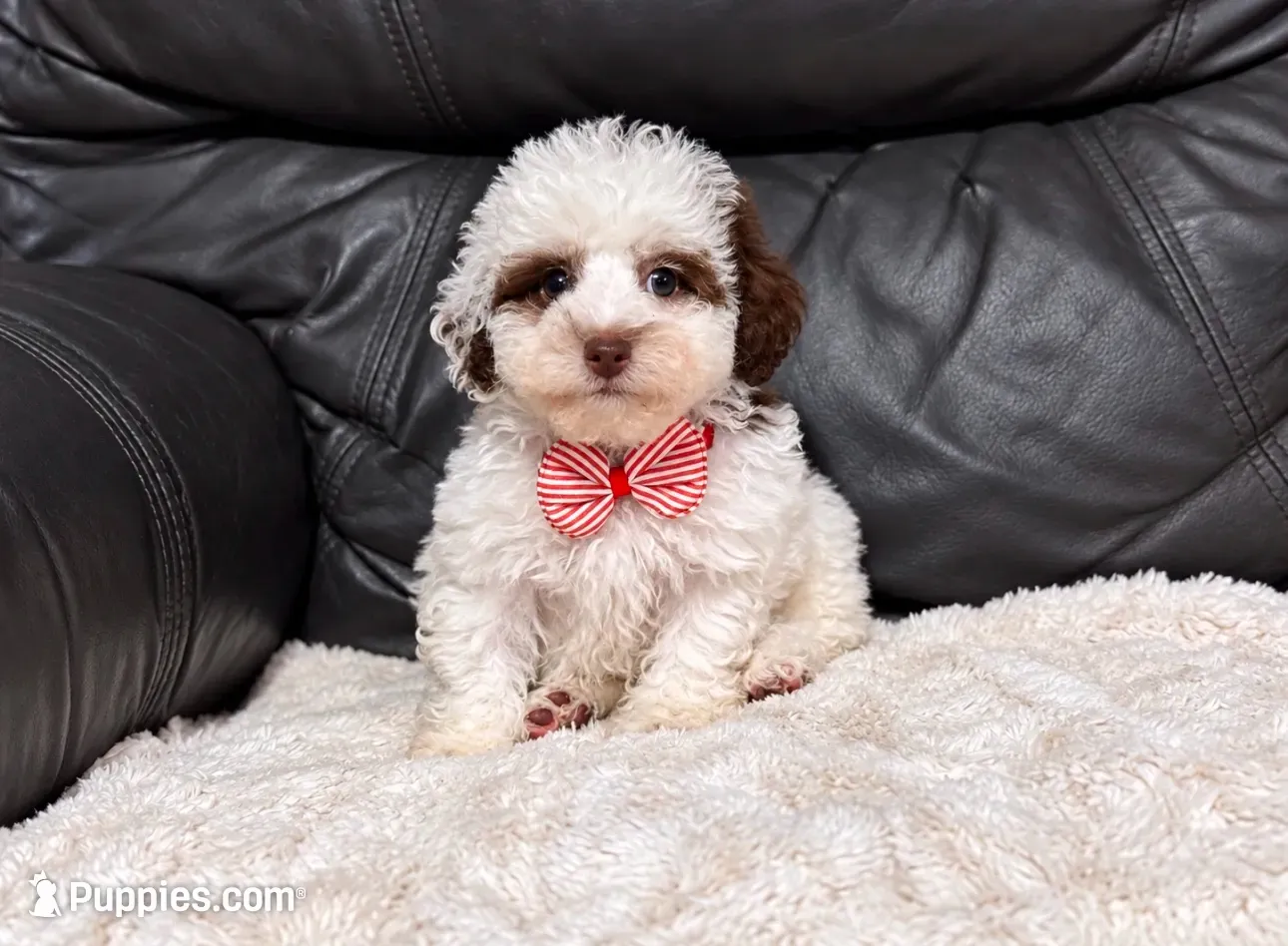 Koda, a male Poodle - Toy  for sale in Campbellsville, KY – 1 of 6