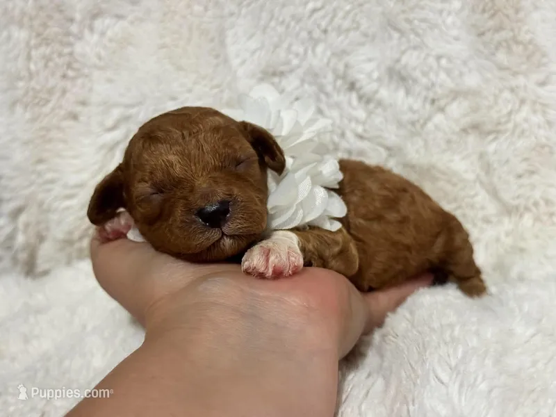 Ruby – Cavapoo puppy for sale in Campbellsville, KY