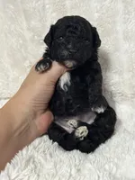 Levi, a male Poodle - Toy  for sale in Campbellsville, KY – 2 of 5