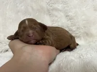 Dahlia Faye, a female Cavapoo for sale in Campbellsville, KY – 3 of 3