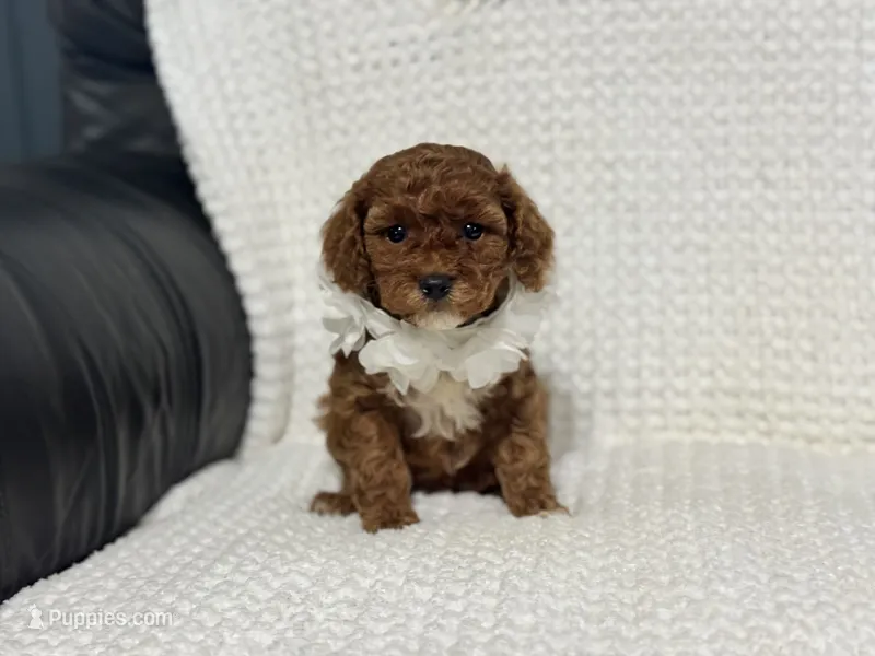 Freya – Cavapoo puppy for sale in Campbellsville, KY