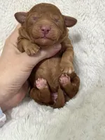 Sunny, a female Cavapoo for sale in Campbellsville, KY – Photo 4 of 6