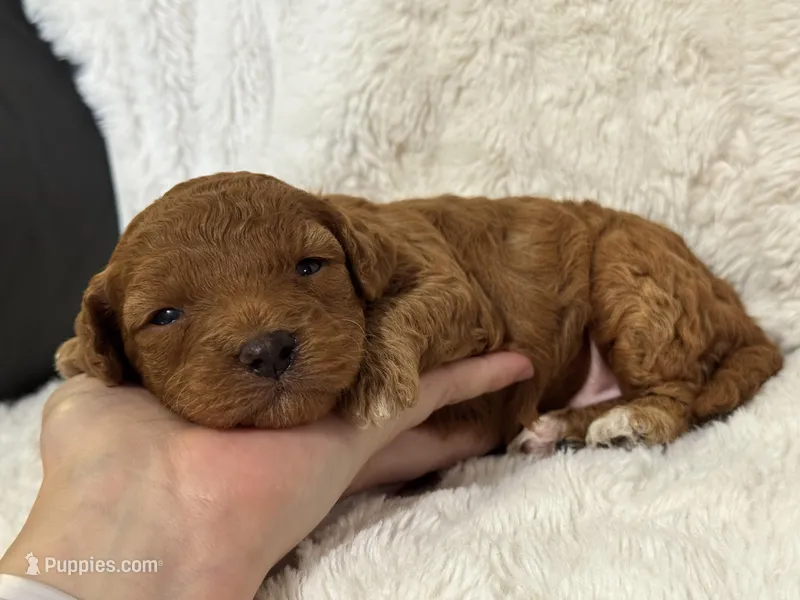 Sunny – Cavapoo puppy for sale in Campbellsville, KY