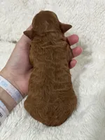 Sunny, a female Cavapoo for sale in Campbellsville, KY – Photo 5 of 6