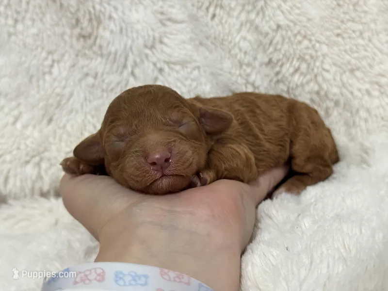 Sunny – Cavapoo puppy for sale in Campbellsville, KY