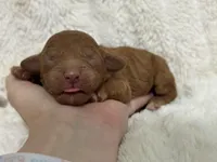 Sunny, a female Cavapoo for sale in Campbellsville, KY – Photo 3 of 6