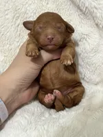 Sunny, a female Cavapoo for sale in Campbellsville, KY – Photo 2 of 6