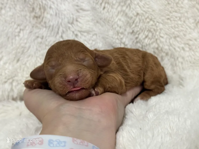 Sunny – Cavapoo puppy for sale in Campbellsville, KY