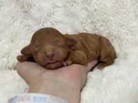 Sunny, a female Cavapoo for sale in Campbellsville, KY – Photo 1 of 6