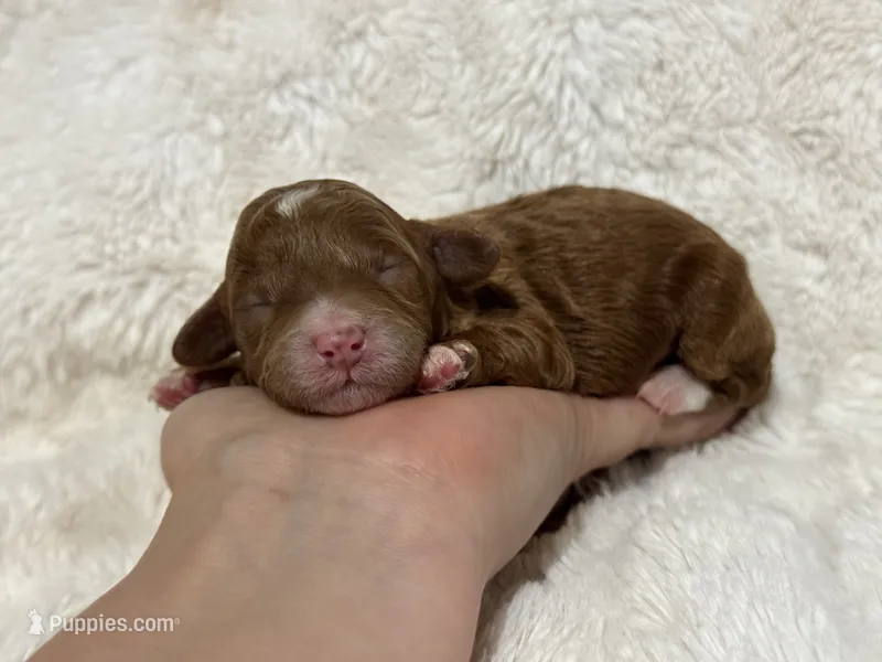 Theo  – Poodle - Toy  puppy for sale in Campbellsville, KY