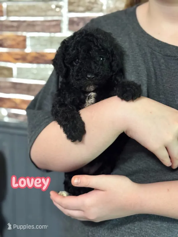 Lovey – Poodle - Toy  puppy for sale in Campbellsville, KY