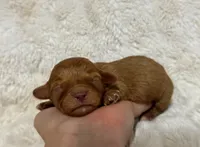 Amigo, a male Cavapoo for sale in Campbellsville, KY – 4 of 6