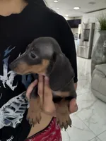 Lili, a female Miniature Dachshund for sale in Orlando, FL – 2 of 7