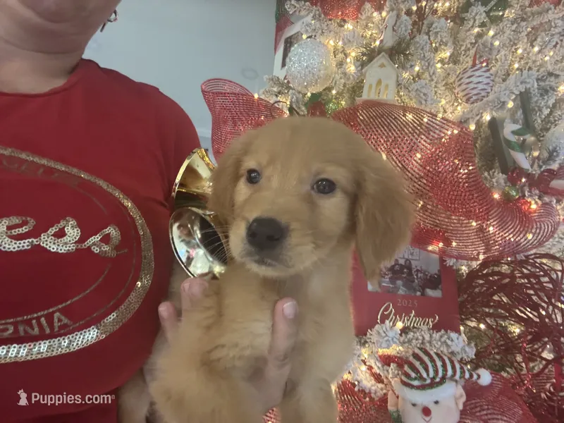 Charle , a male Golden Retriever for sale in Orlando, FL – 1 of 3