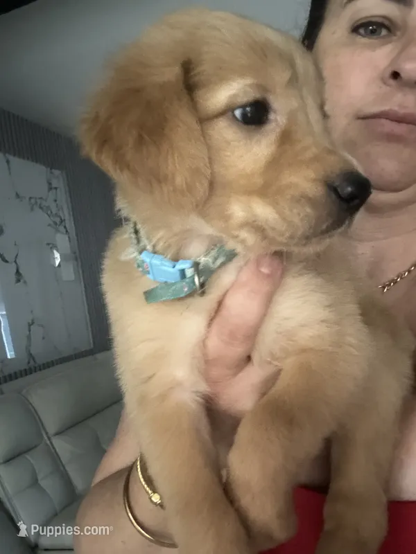 Lulu – Golden Retriever puppy for sale in Orlando, FL