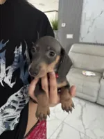 Lili, a female Miniature Dachshund for sale in Orlando, FL – 4 of 7