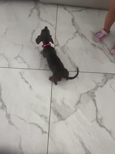 Lili, a female Miniature Dachshund for sale in Orlando, FL – 7 of 7