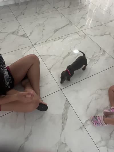 Lili, a female Miniature Dachshund for sale in Orlando, FL – 6 of 7
