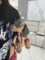 Lili, a female Miniature Dachshund for sale in Orlando, FL – 5 of 7