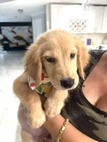 Charle , a male Golden Retriever for sale in Orlando, FL – 2 of 3